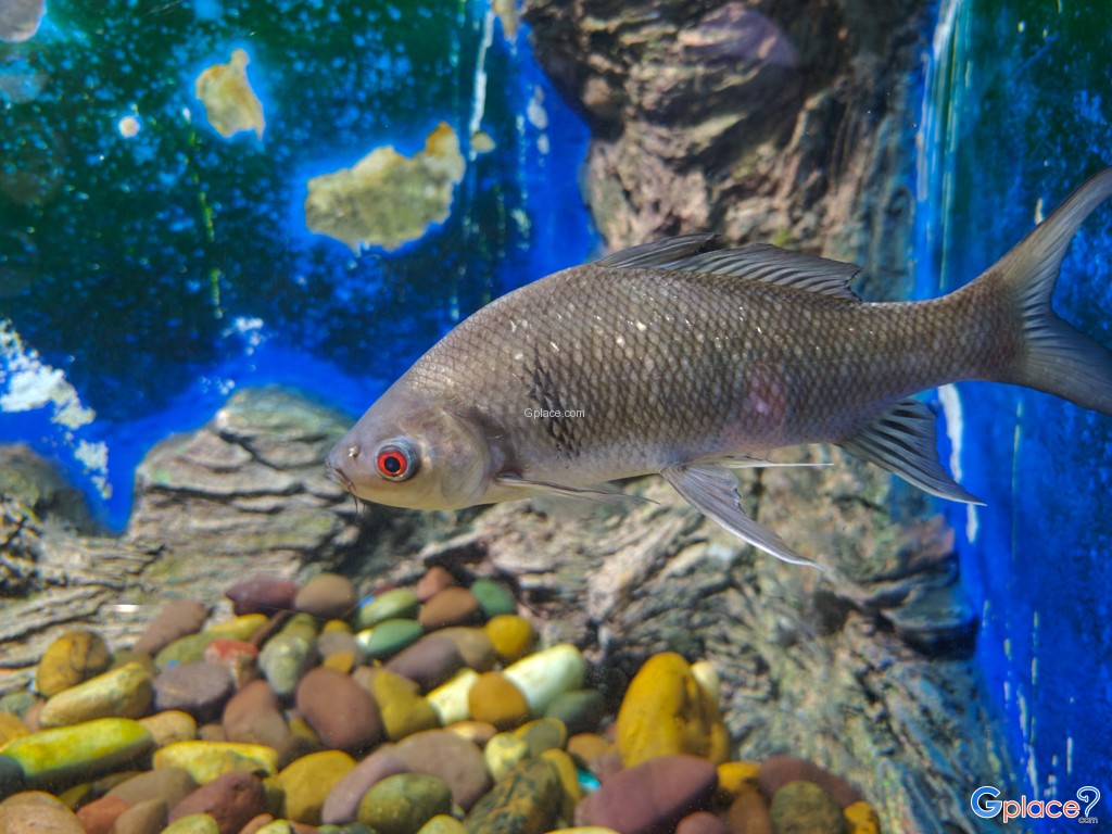 ศูนย์วิทยาศาสตร์เพื่อการศึกษานครพนม