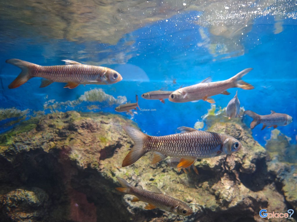 ศูนย์วิทยาศาสตร์เพื่อการศึกษานครพนม