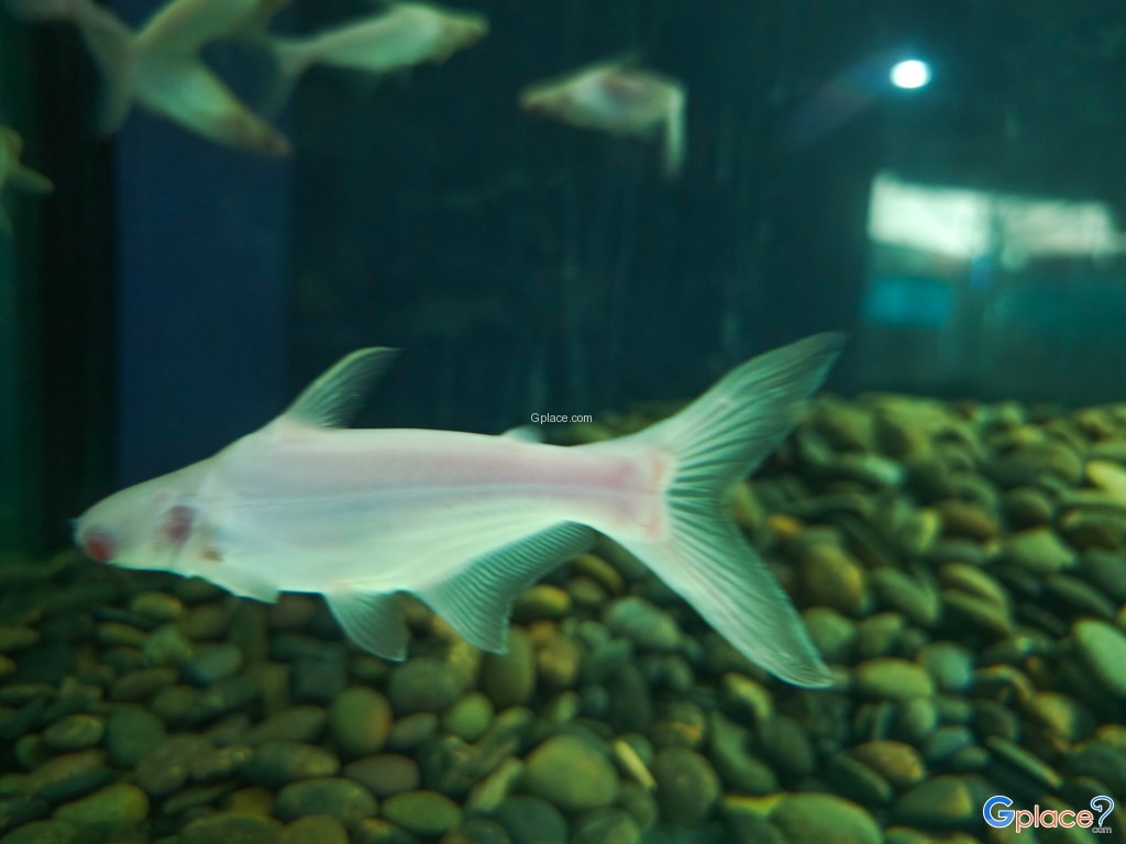 ศูนย์วิทยาศาสตร์เพื่อการศึกษานครพนม