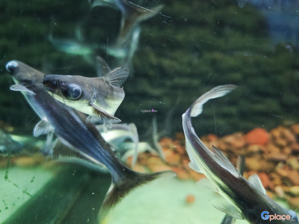 ศูนย์วิทยาศาสตร์เพื่อการศึกษานครพนม