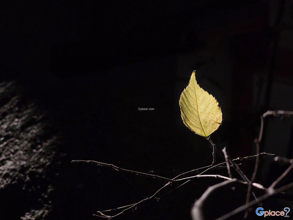 ศาลเจ้าเท็นไคอินาริ