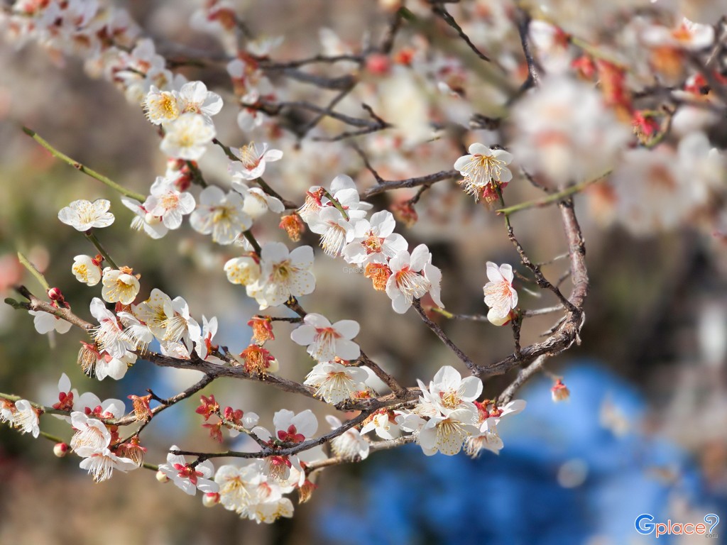 Kawagoe Castle Honmaru Palace