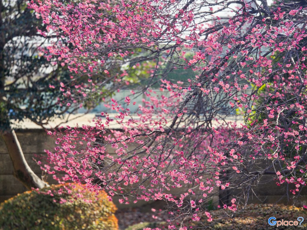 Kawagoe Castle Honmaru Palace