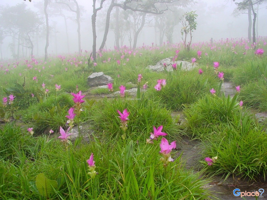 花花世界