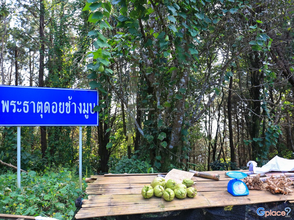 The Doi Chang Mu pagoda宝塔