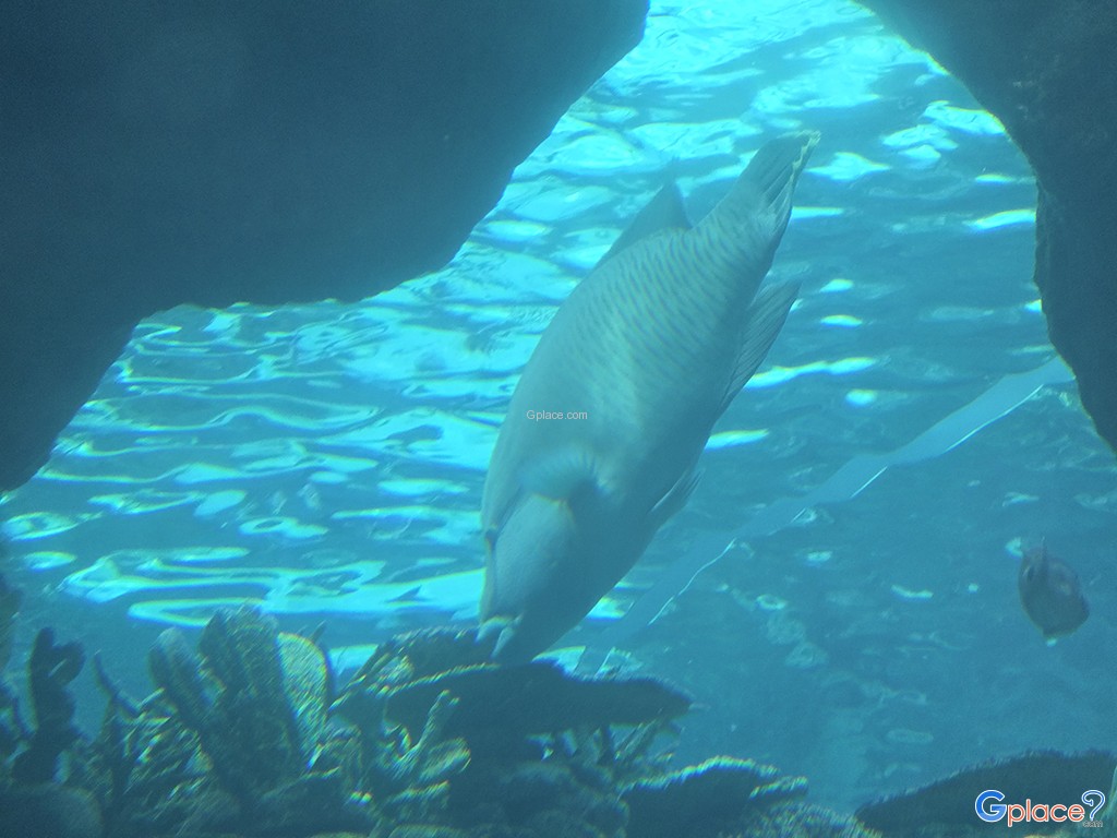 Port of Nagoya Public Aquarium