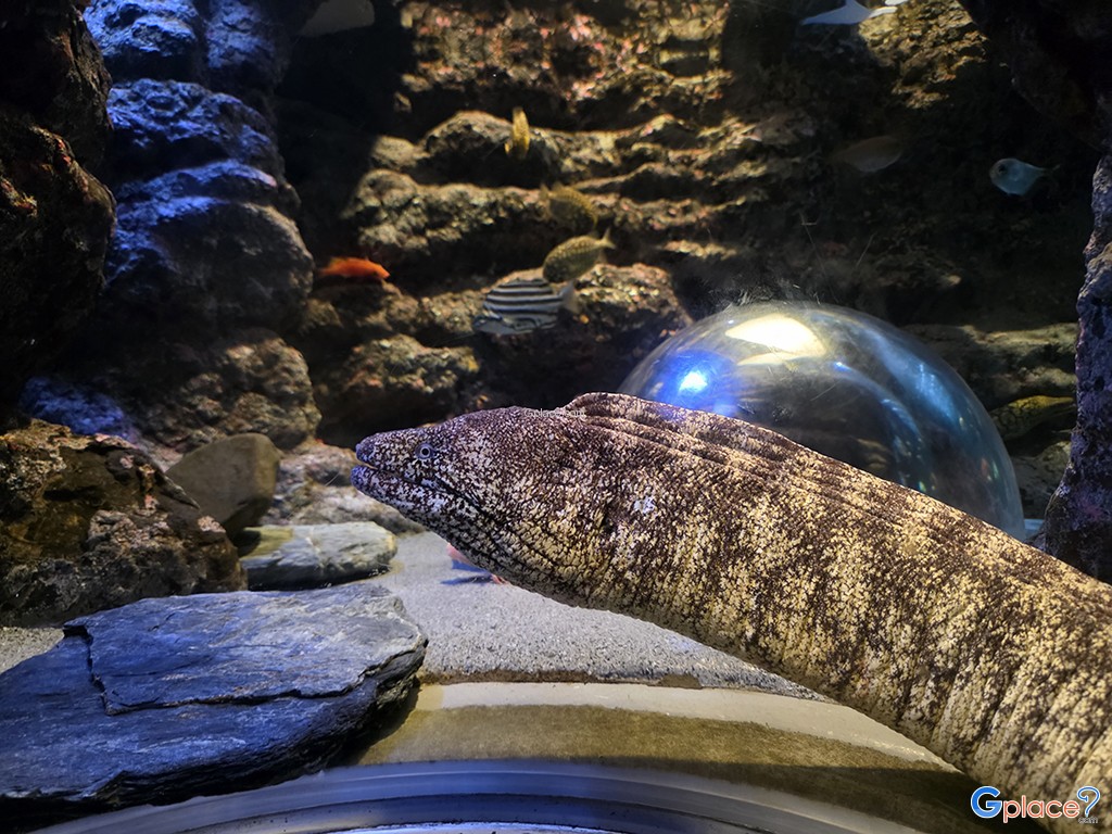 Port of Nagoya Public Aquarium