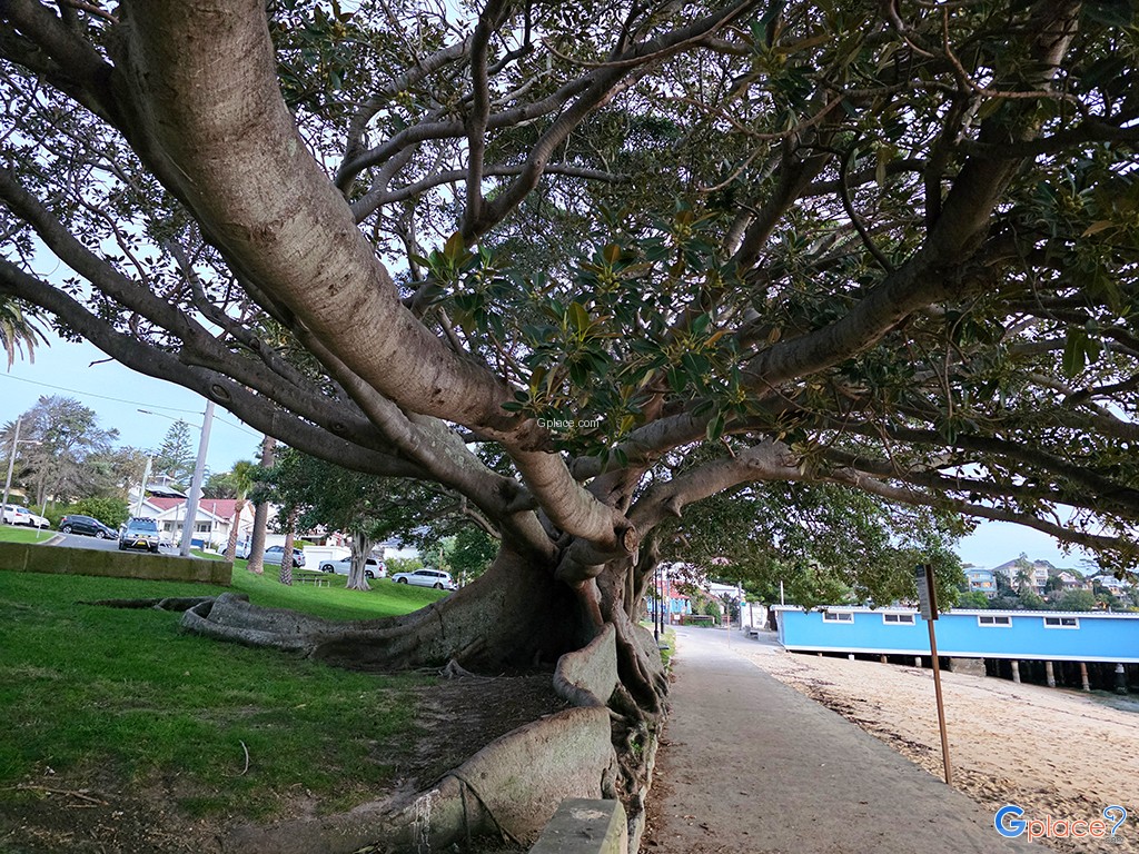 ロバートソン公園