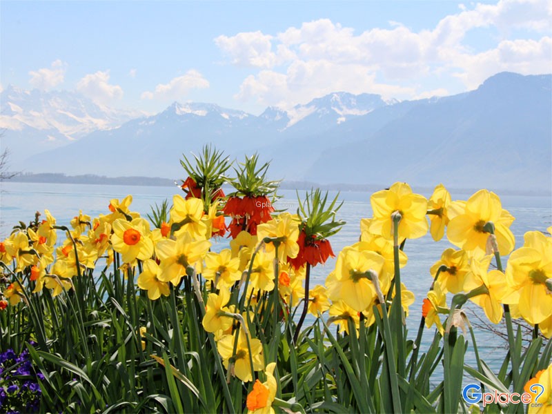 Flowered Embankments Montreux