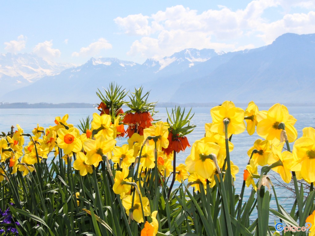 Flowered Embankments Montreux
