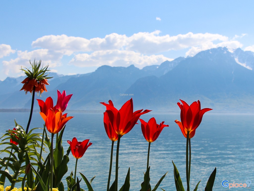 Flowered Embankments Montreux