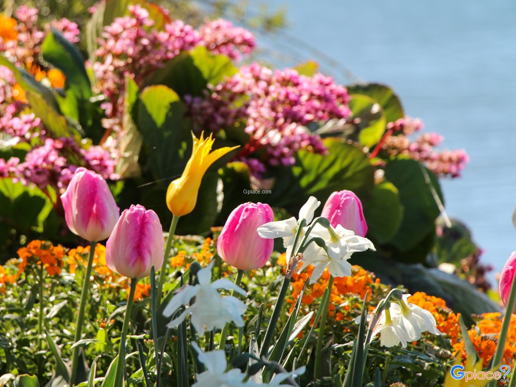 Flowered Embankments Montreux