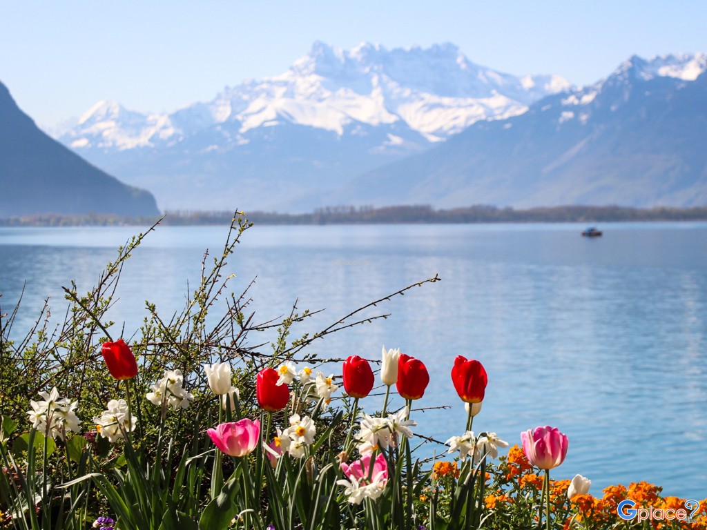 Flowered Embankments Montreux