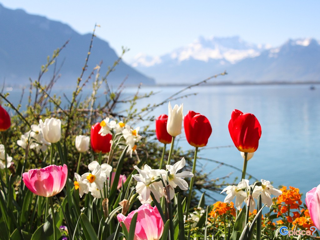Flowered Embankments Montreux
