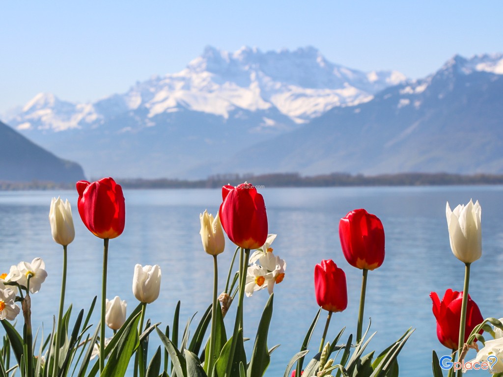 Flowered Embankments Montreux