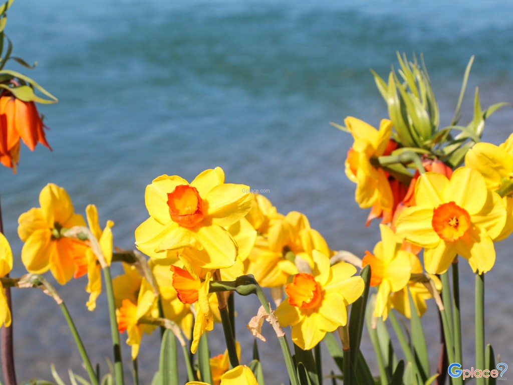 Flowered Embankments Montreux