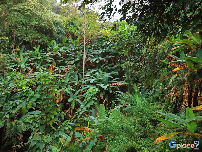 Queen Sirikit Botanical Garden