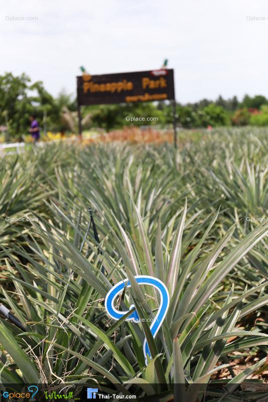 ไร่ทิปโก้ อุทยานสับปะรด