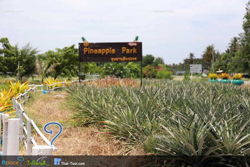 ไร่ทิปโก้ อุทยานสับปะรด