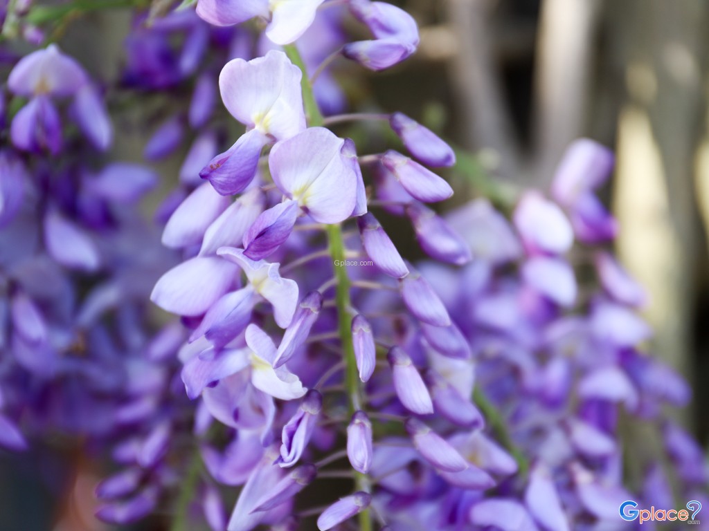 Prezzo Italian Restaurant Oxford