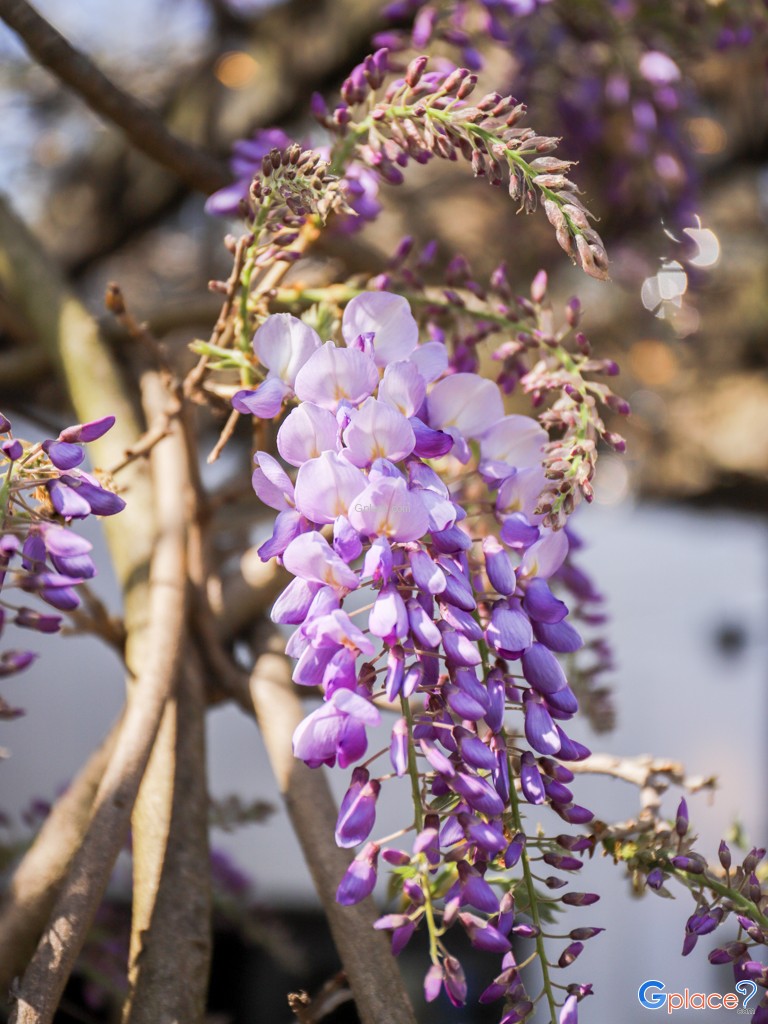 Prezzo Italian Restaurant Oxford
