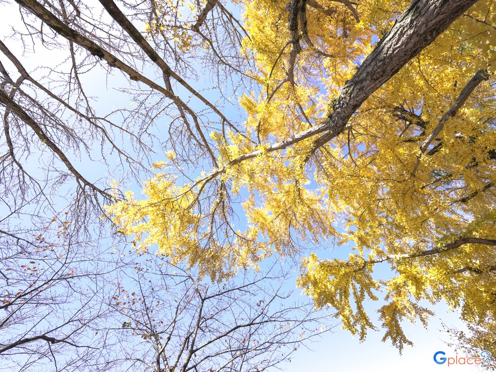 Sakura no baba Josaien