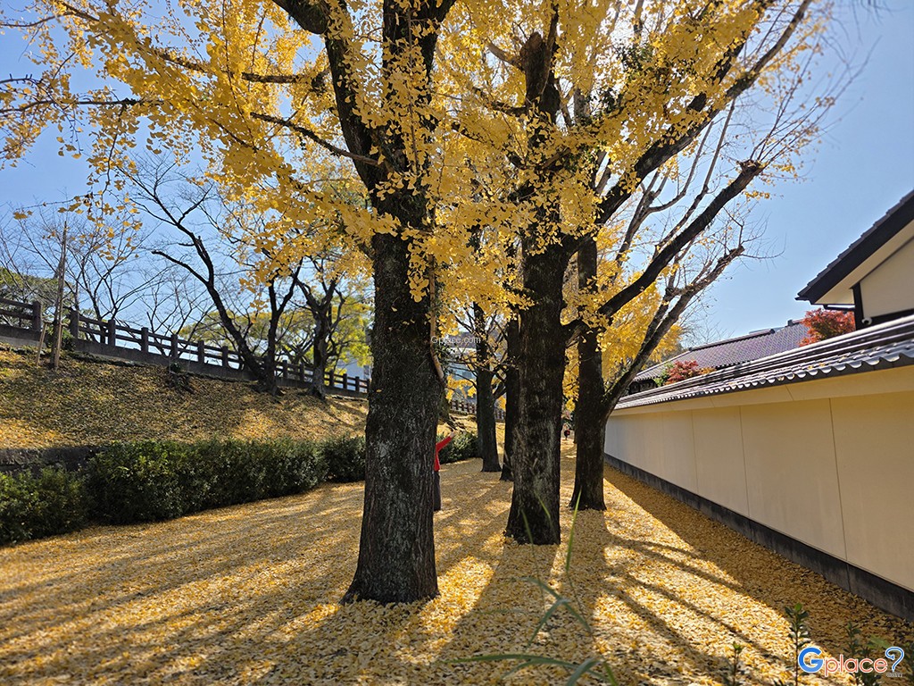 Sakura no baba Josaien