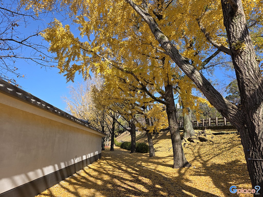 Sakura no baba Josaien