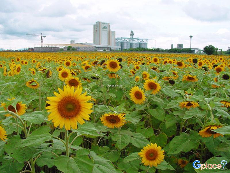 Sunflower Fields Saraburi