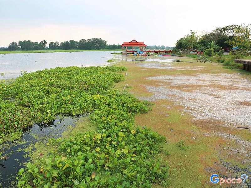 沼泽海霸王