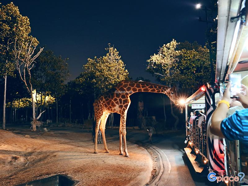 Chiang Mai Night Safari