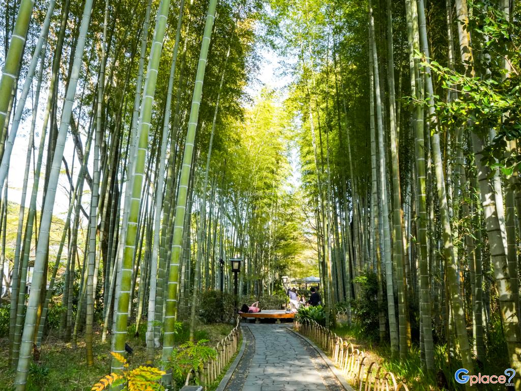 Bamboo Forest Path