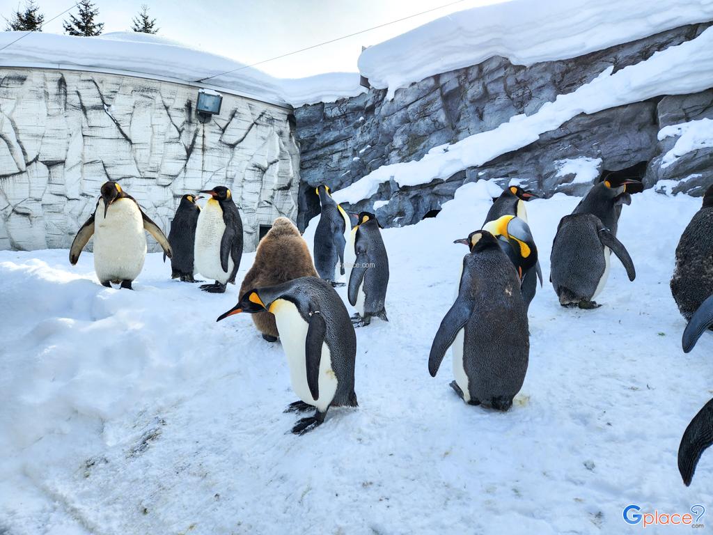 Asahiyama Zoo