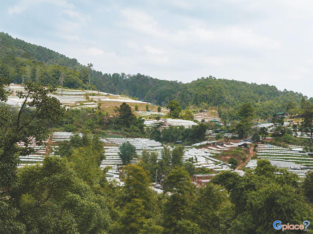 The Royal Agricultural Station Inthanon