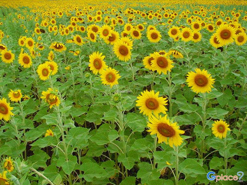 Sunflower Field Lop Buri