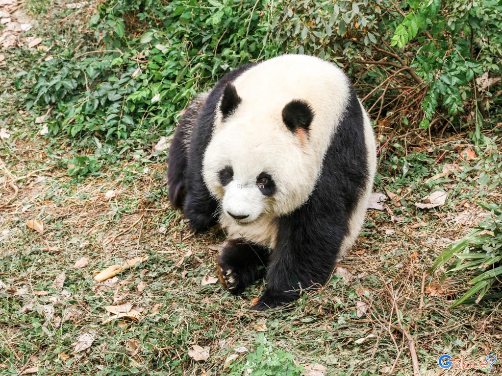 Conservation center giant panda