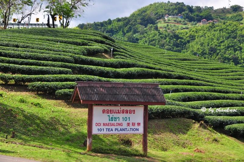 Doi Mae Salong 101 tea plantations
