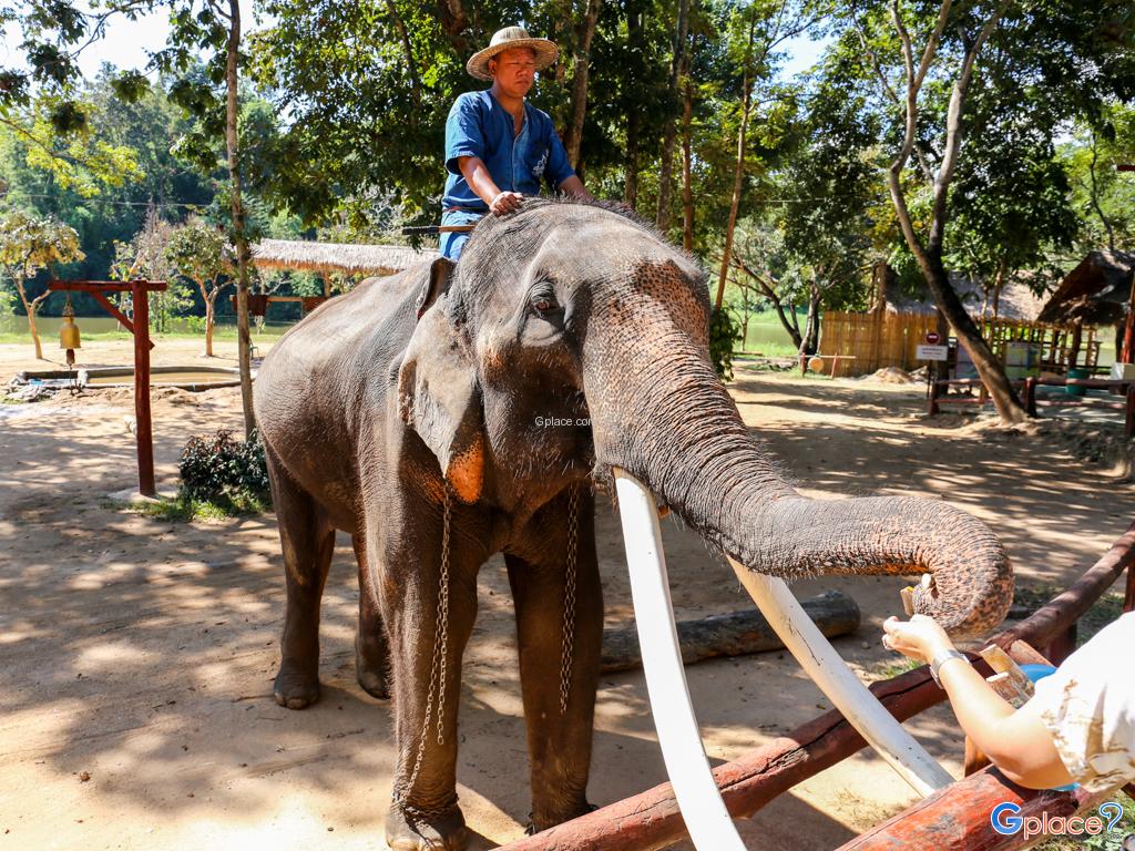 Thailand Elephant Conservation Center