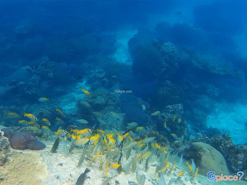 Scuba Diving Koh Tao