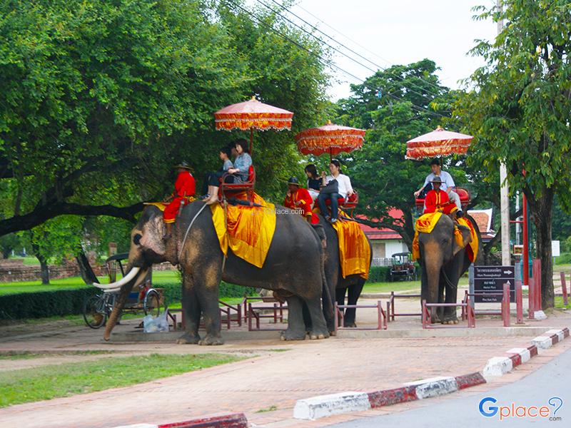 ปางช้างแลเพนียด