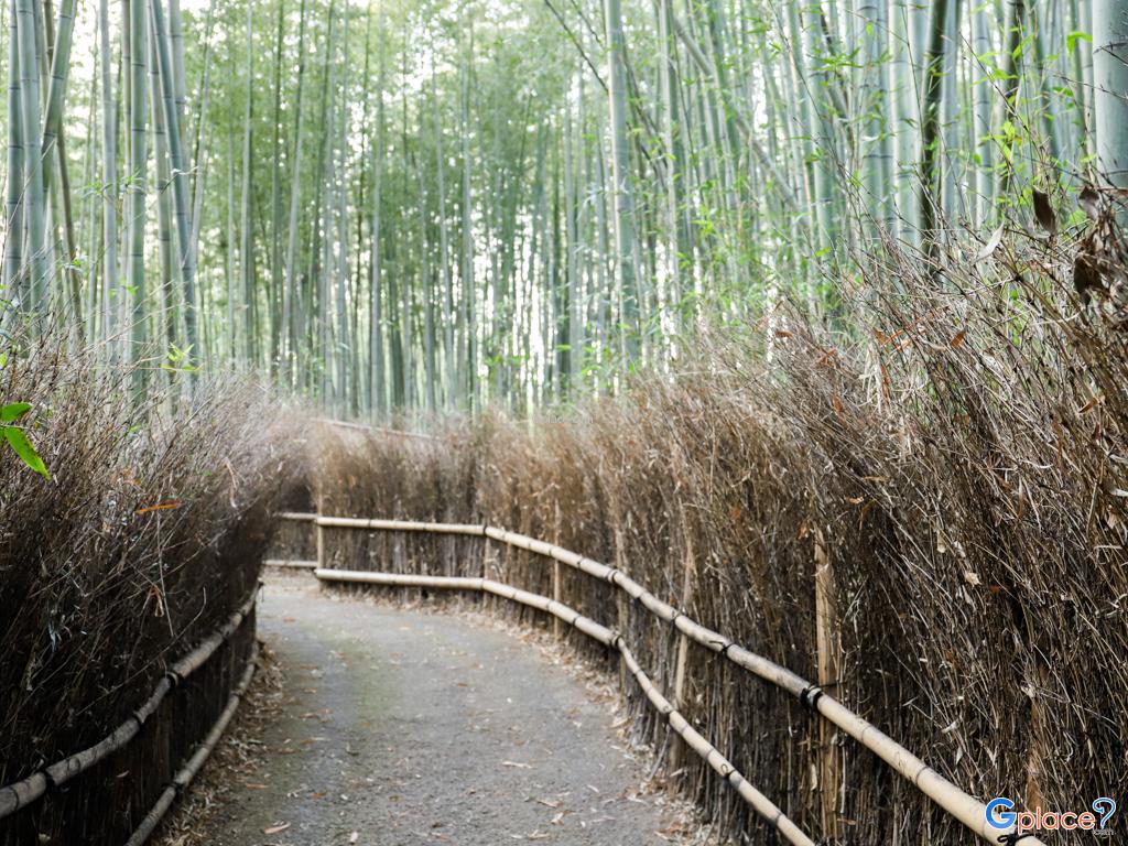 Arashiyama Bamboo Grove