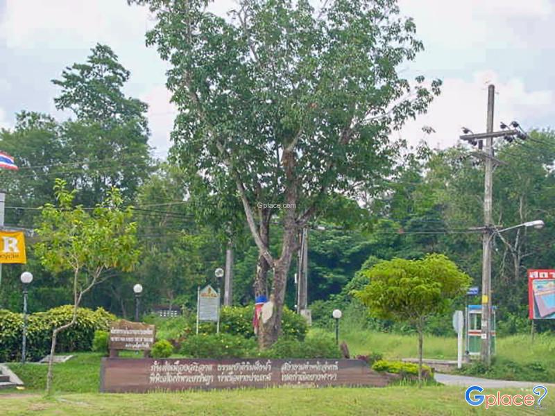 泰国的第一棵橡胶树
