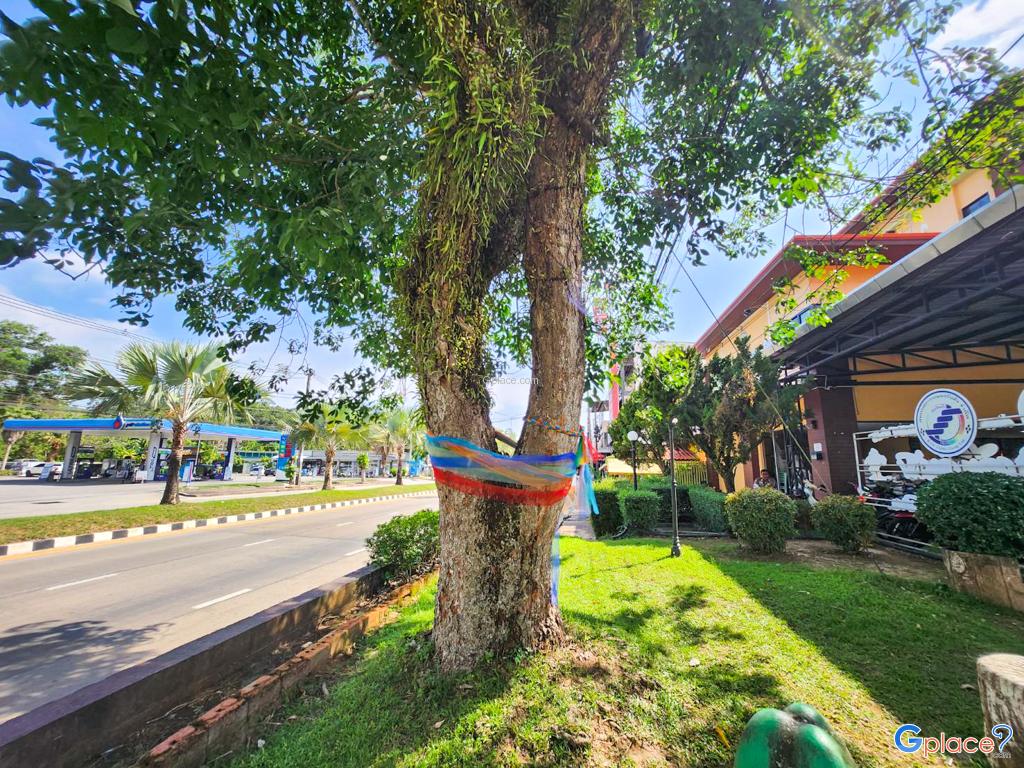 泰国的第一棵橡胶树