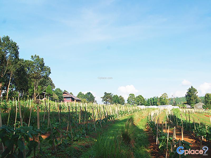 สืบสานพระราชดำริ โครงการหลวง