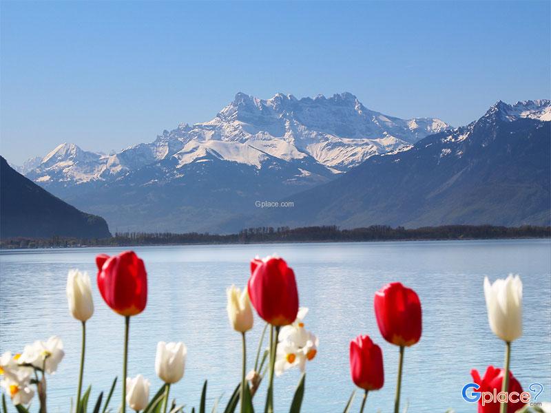 Flowered Embankments Montreux