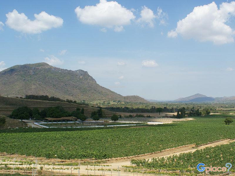 Hua Hin Hill Vineyard