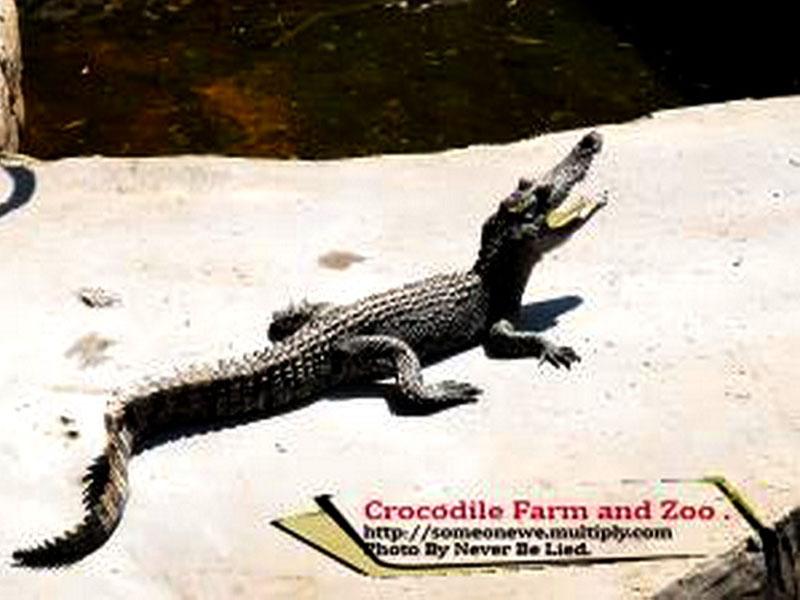 Samut Prakan Crocodile Farm and Zoo