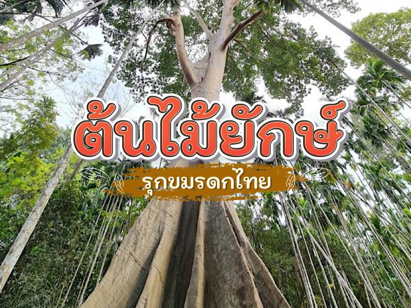 ต้นไม้ยักษ์ เมืองไทย
